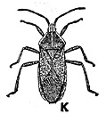 Bug Clipart