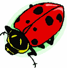 Bug Clipart