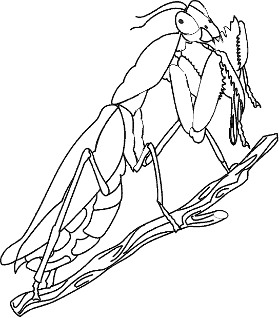 Bugs Coloring Page