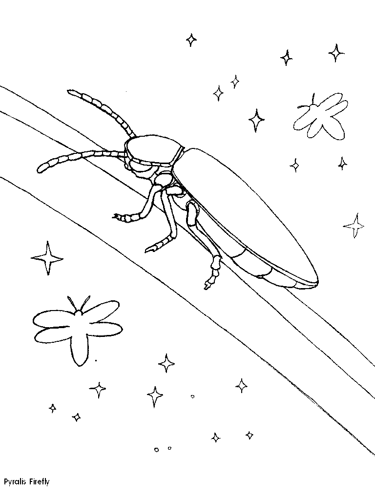 Bug Coloring Page