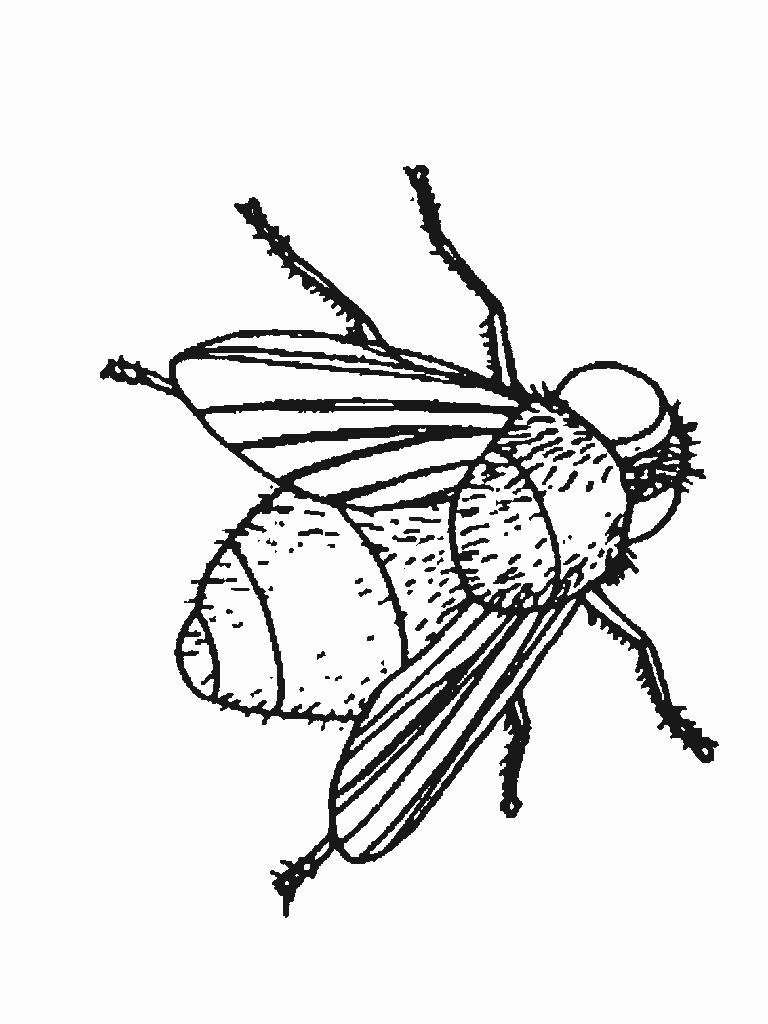 Bug Coloring Page