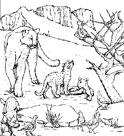 Safari Pictures Coloring Page