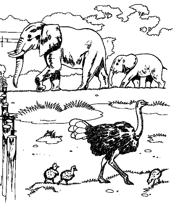 Safari Pictures Coloring Page