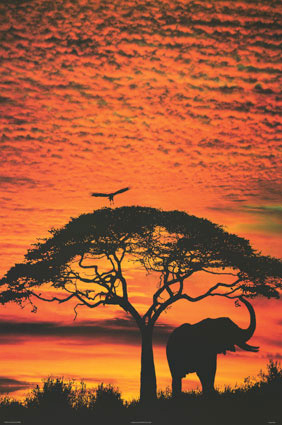 Safari Pictures Poster