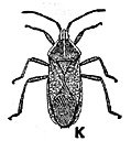 Bug Clipart