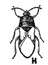 Bug Clipart